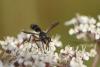 Cylindromyia rufipes